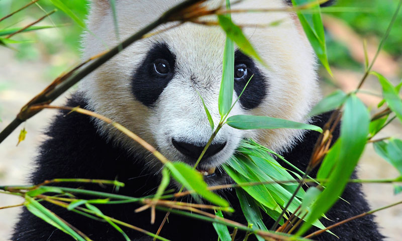 Google Panda is changing how brands are found online