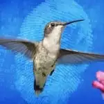 What Google's Hummingbird means to your brand
