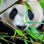 Panda and your website visibility